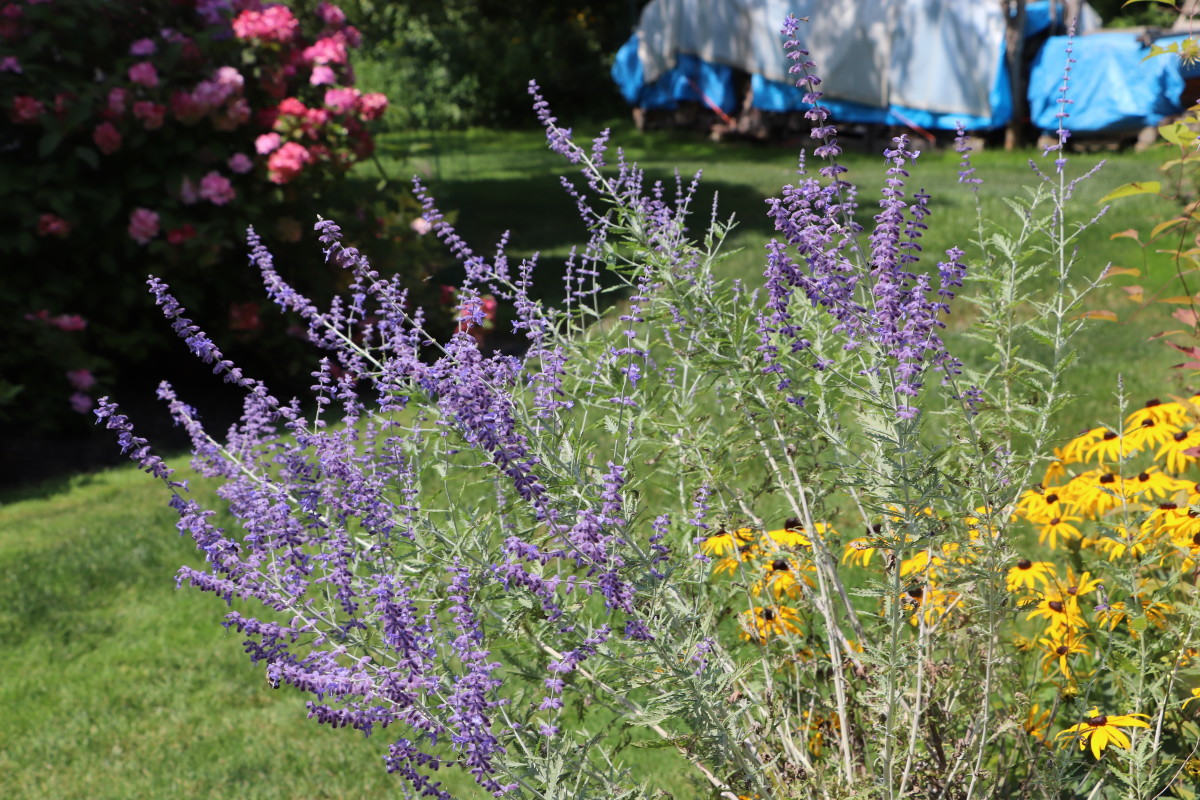 Plant Russian sage alone or in a border to help deter deer.