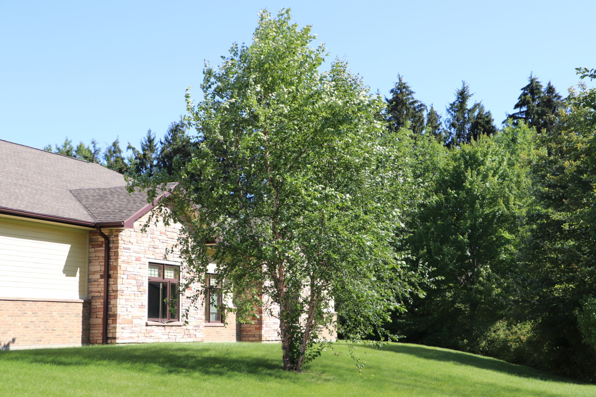 River birch is a great ornamental tree for areas with large deer herds.