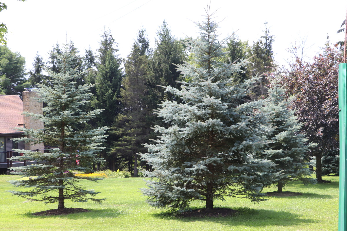 Spruce trees provide year-round beauty and are not eaten by deer.