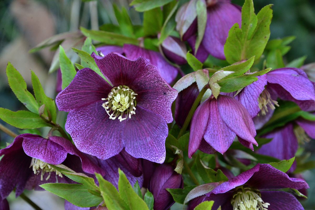 Lenten rose, or hellebore, blooms early and is not eaten by deer. 