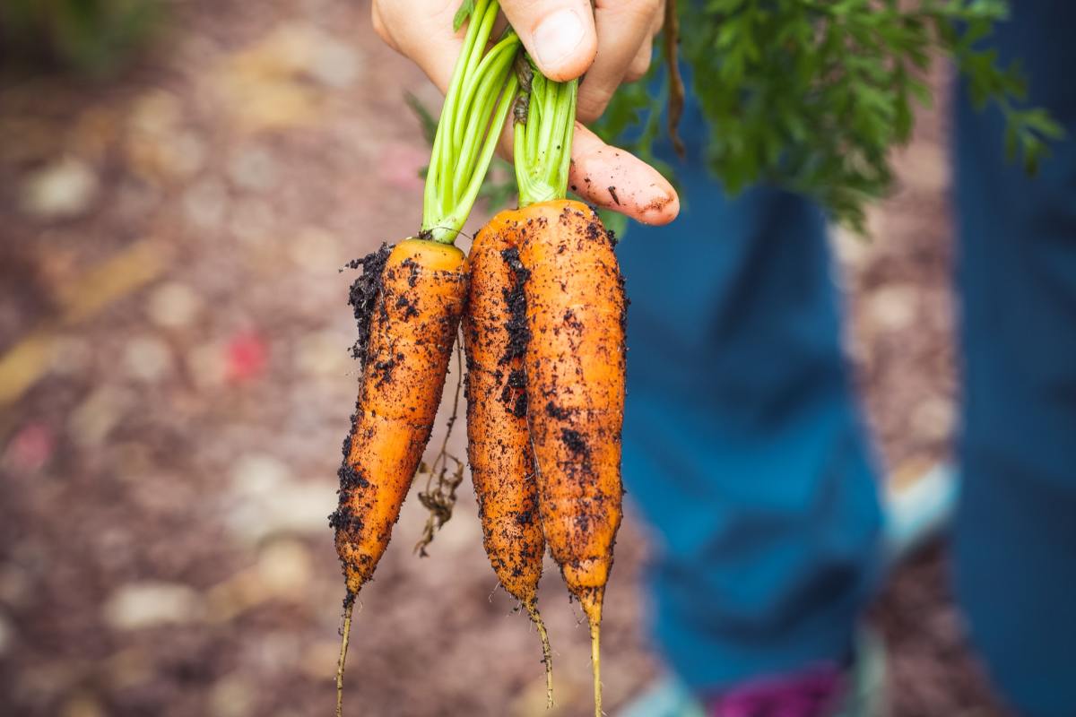 harvesting-carrots
