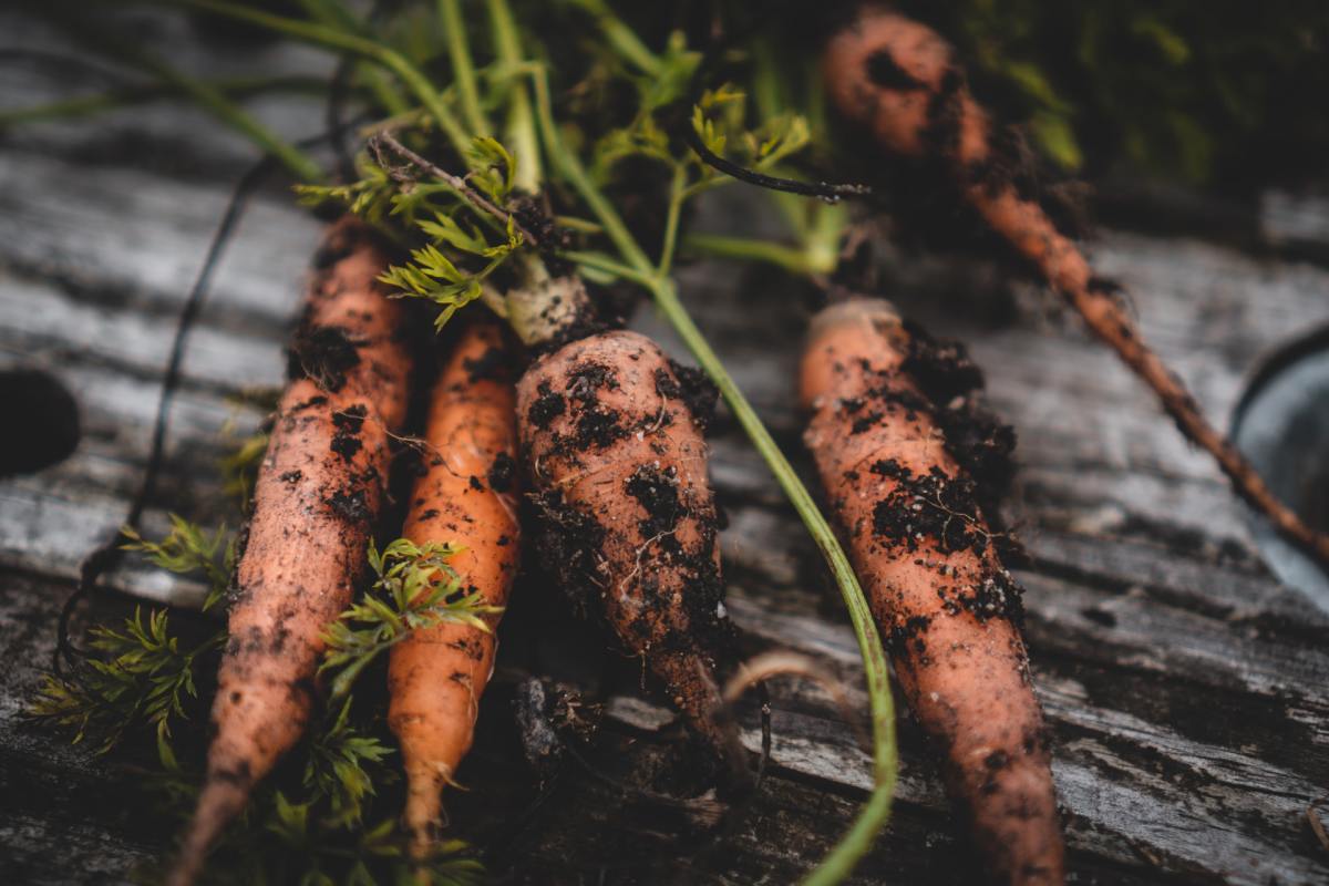 harvesting-carrots