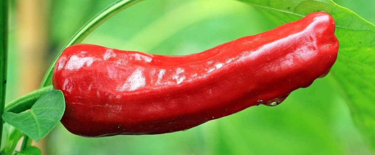 This is some of the hottest chili pepper in the world: Cayenne.  Be forewrned.