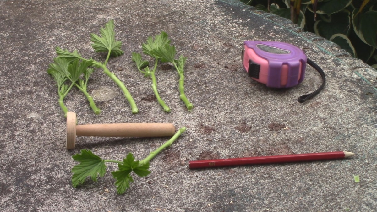 How to Propagate Pot Geraniums (Pelargoniums) From Cuttings