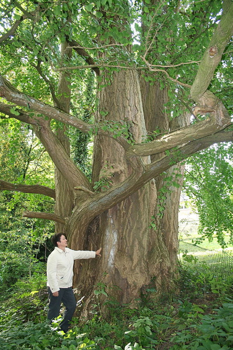 Ginkgo biloba tree.