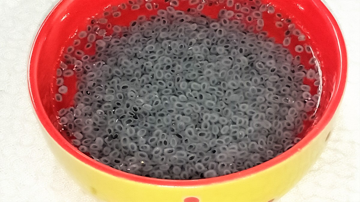 Basil Seeds swell a lot on absorbing water