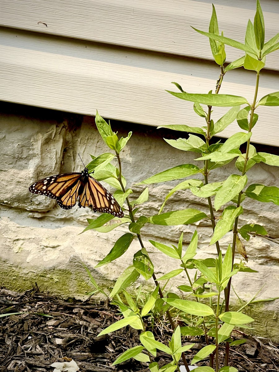 A Monarch butterfly visiting a young swamp milkweed plant.