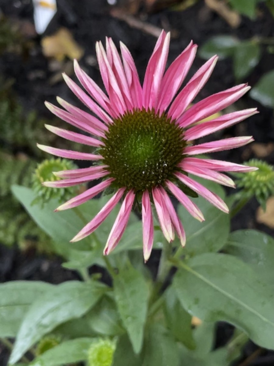 A coneflower blooming in my garden. Coneflowers are a favorite of pollinators!