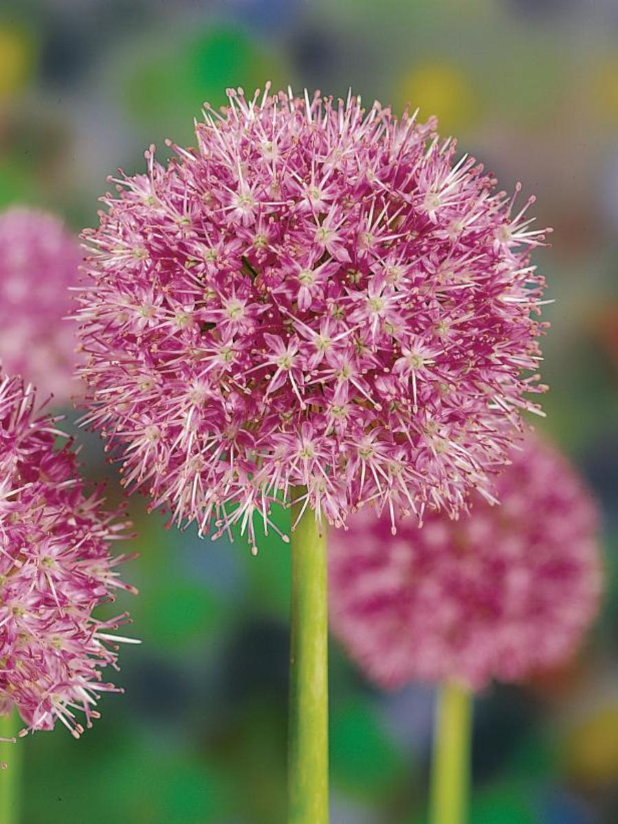 Up close you can see the dozens of star-shaped blooms that form the globe-like cluster on this allium.