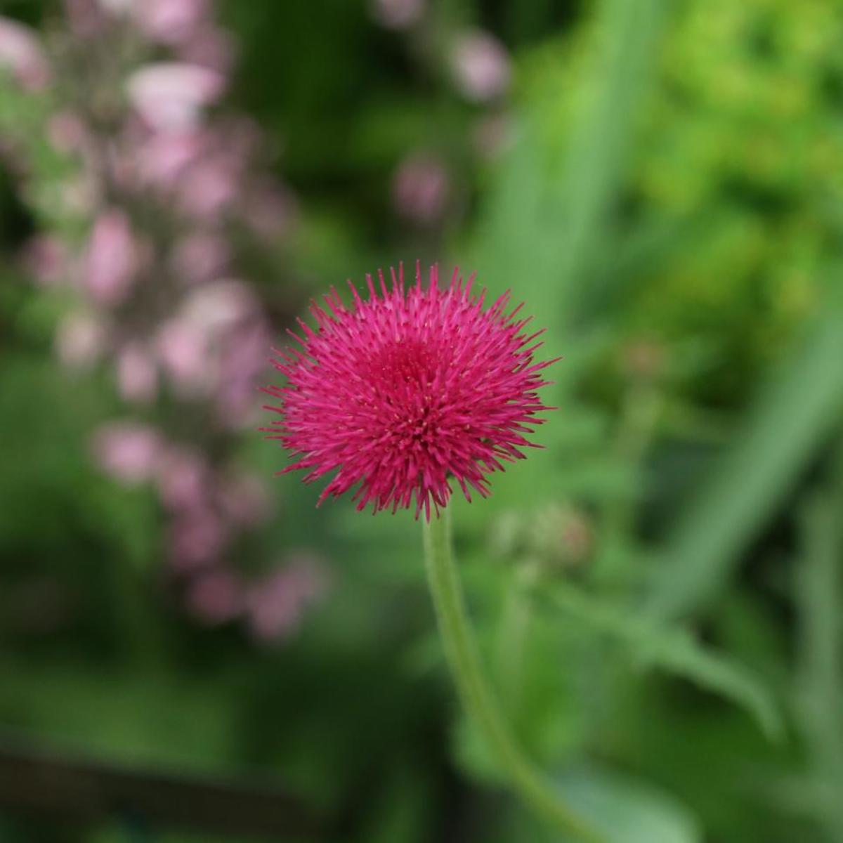 This Atropurpureum cultivar is one of the most sought-after thistles to grow in England.