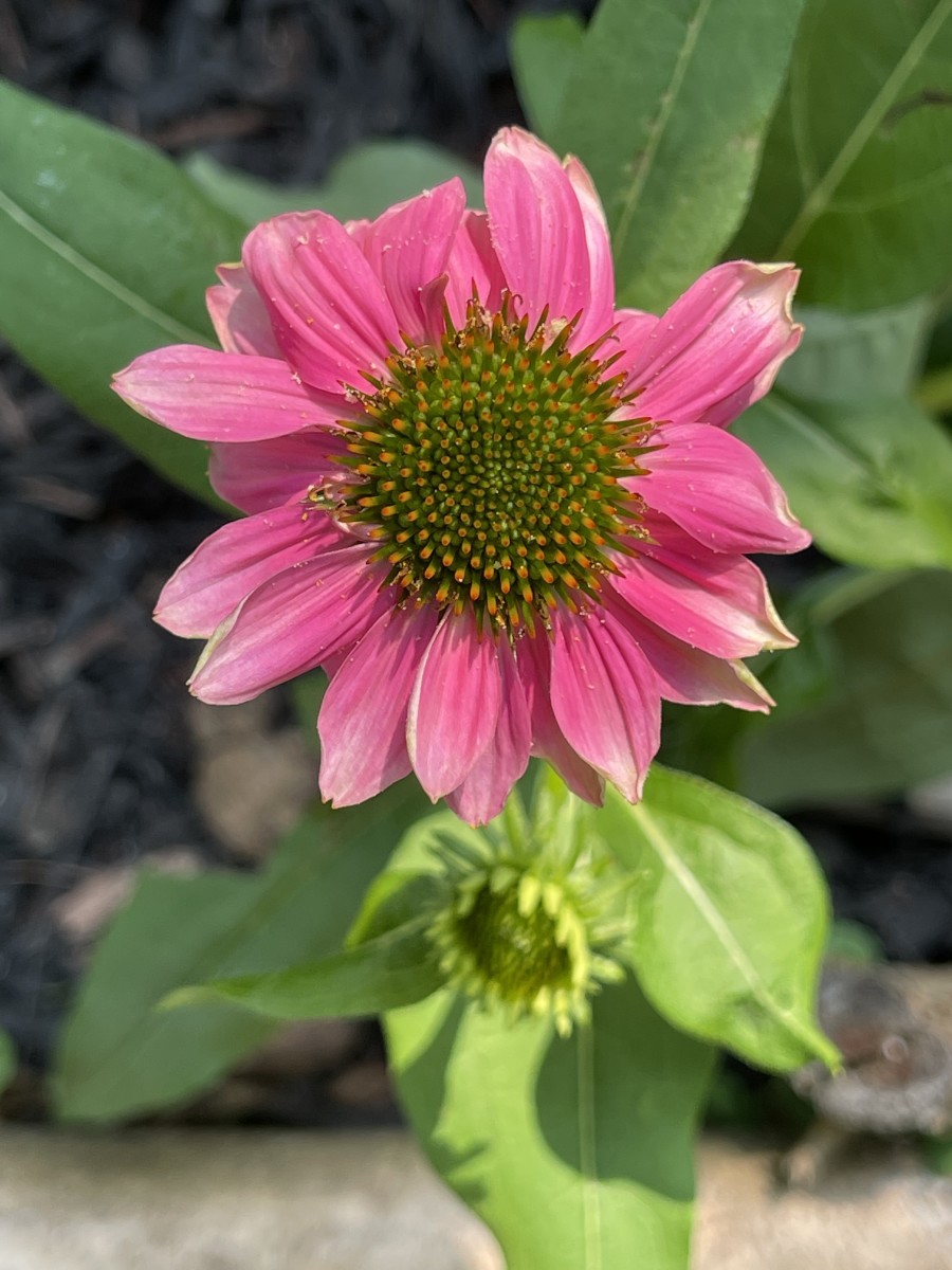 A coneflower blooming in my garden.