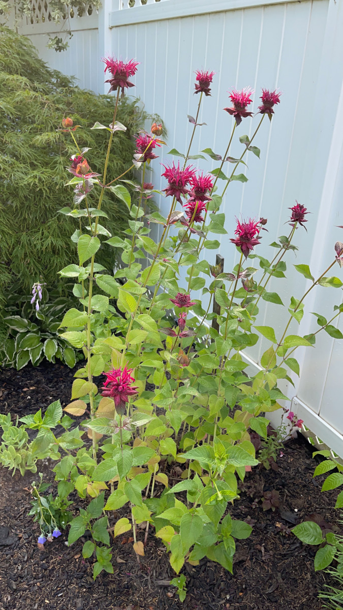 Bee balm growing in my in-laws' garden.