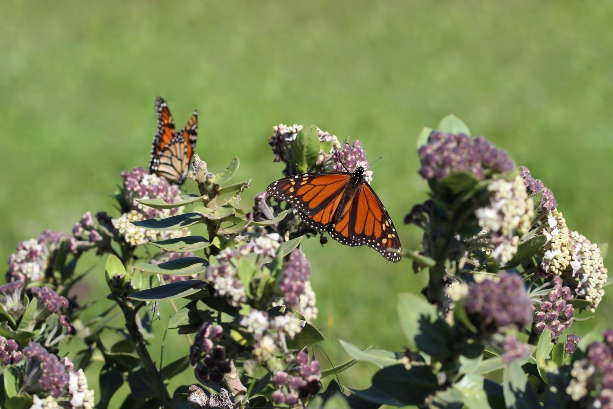 Monarch butterflies lay their eggs on milkweed plants.