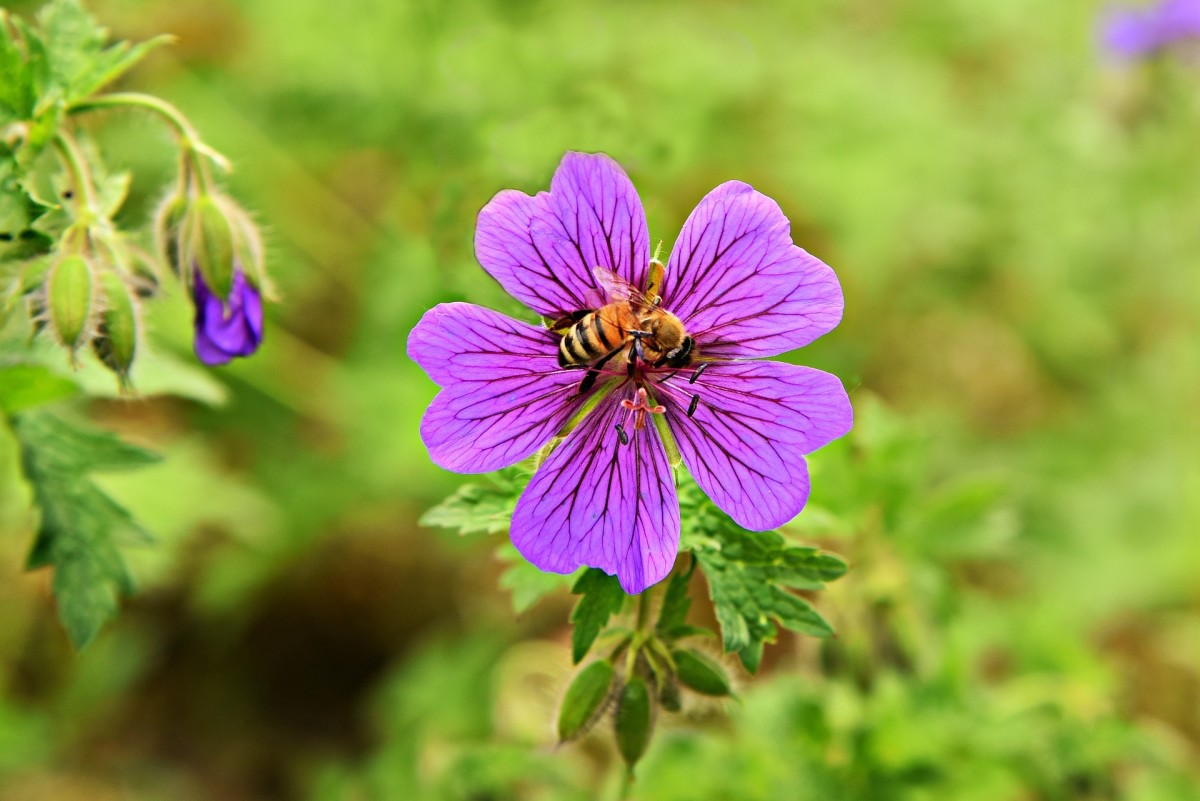 Pollinators, such as bees, love wild geraniums. 