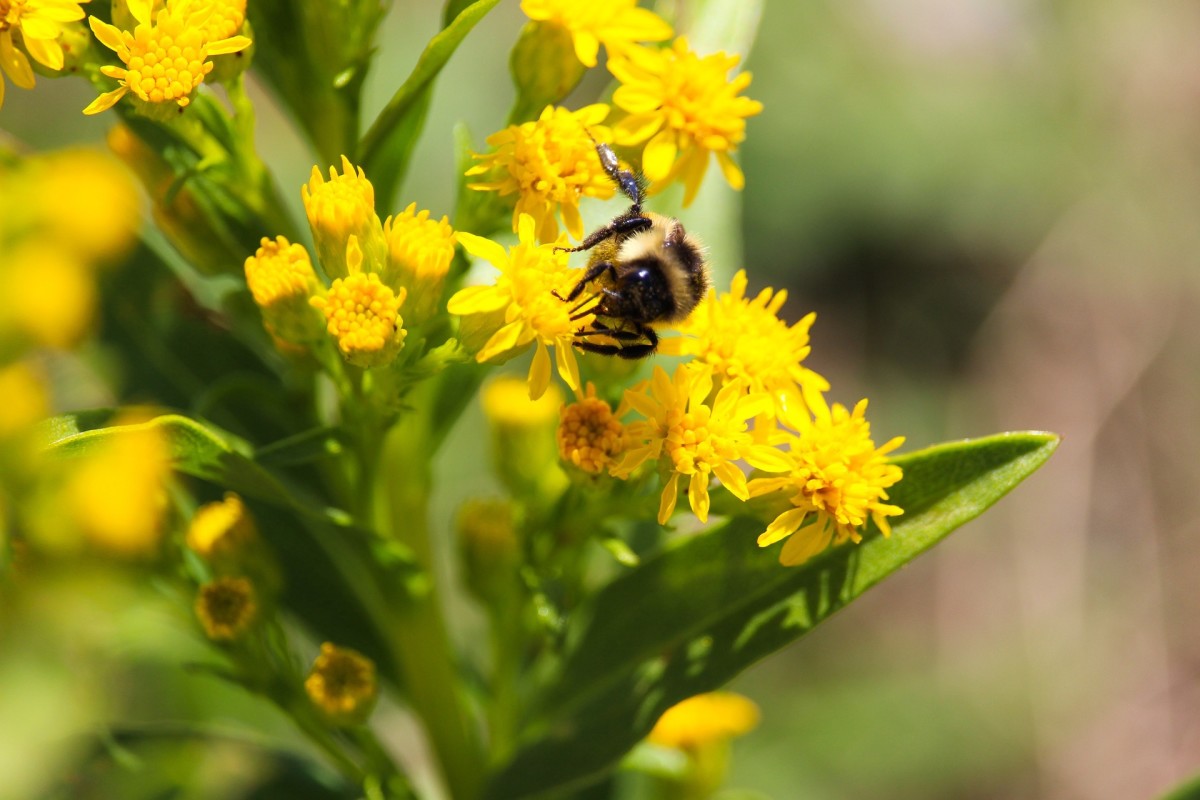 A bumblebee enjoying a blooming goldenrod.