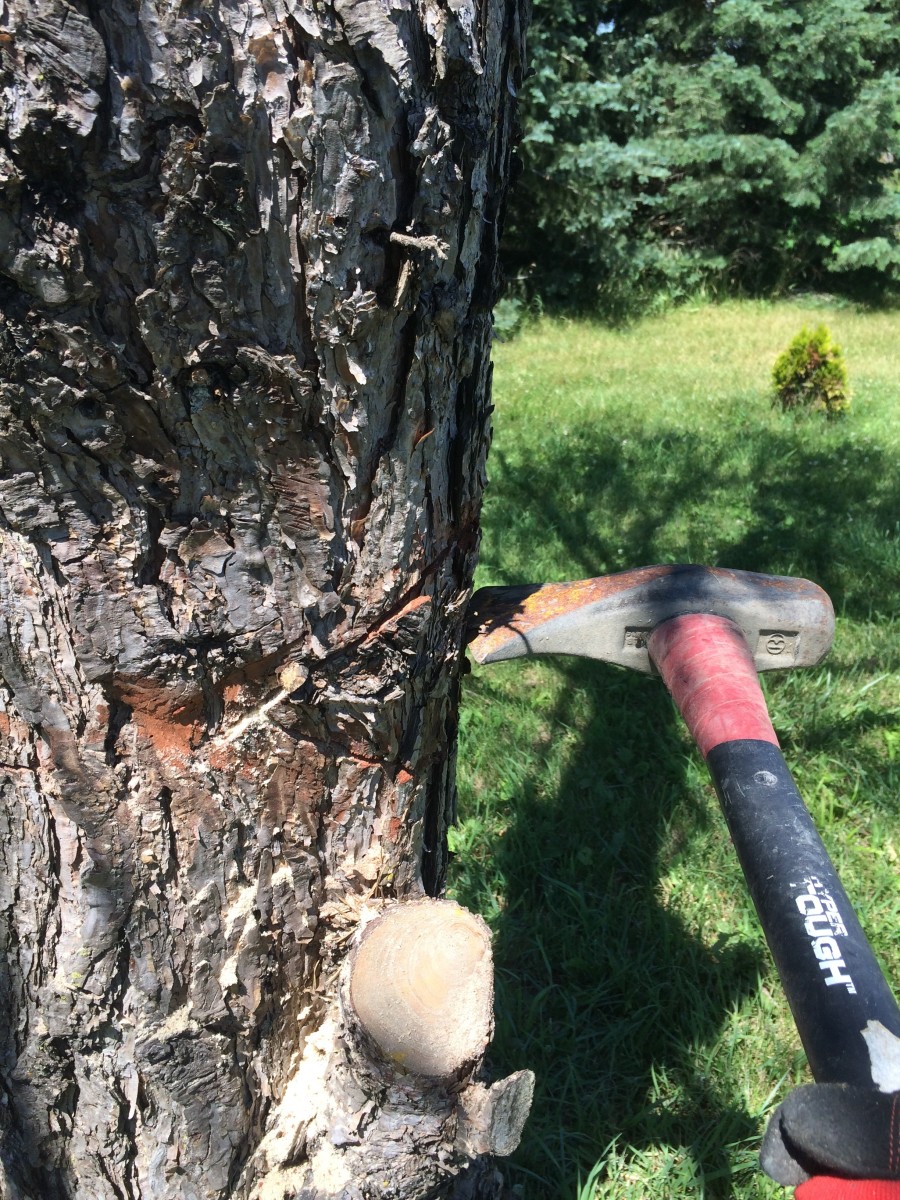 cutting-trees-down-with-ease