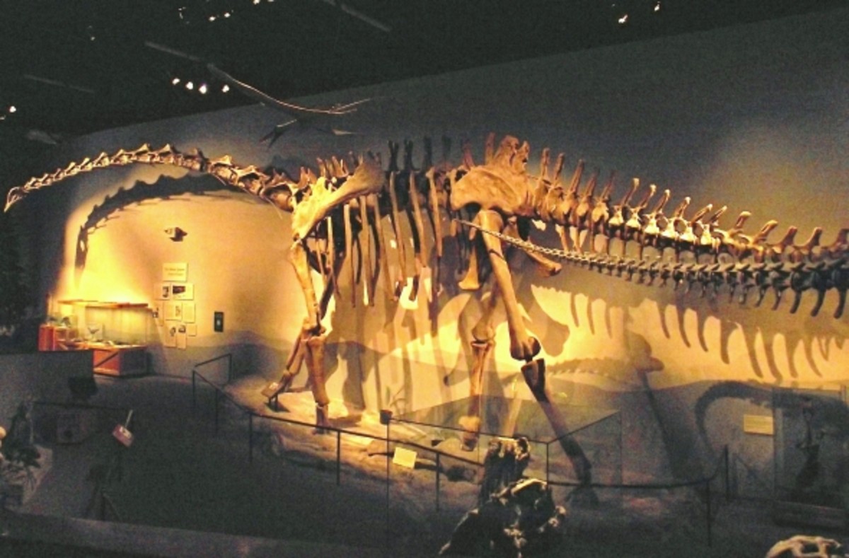 One of the world's largest dinosaurs.