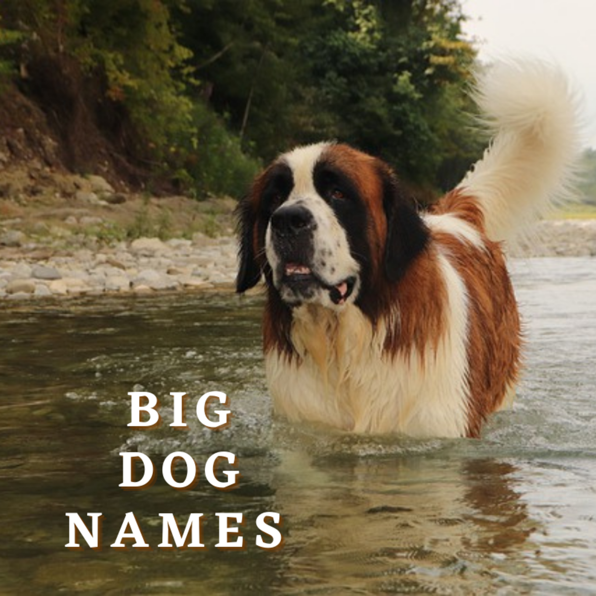 300+ Big Dog Names (With Meanings)