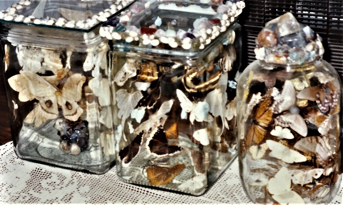 Jarred collection of butterflies