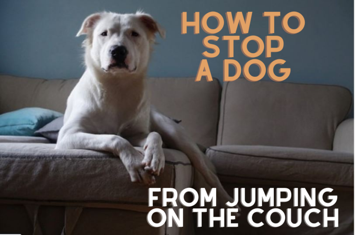 How to Stop a Dog From Jumping on the Couch (and Other Furniture)