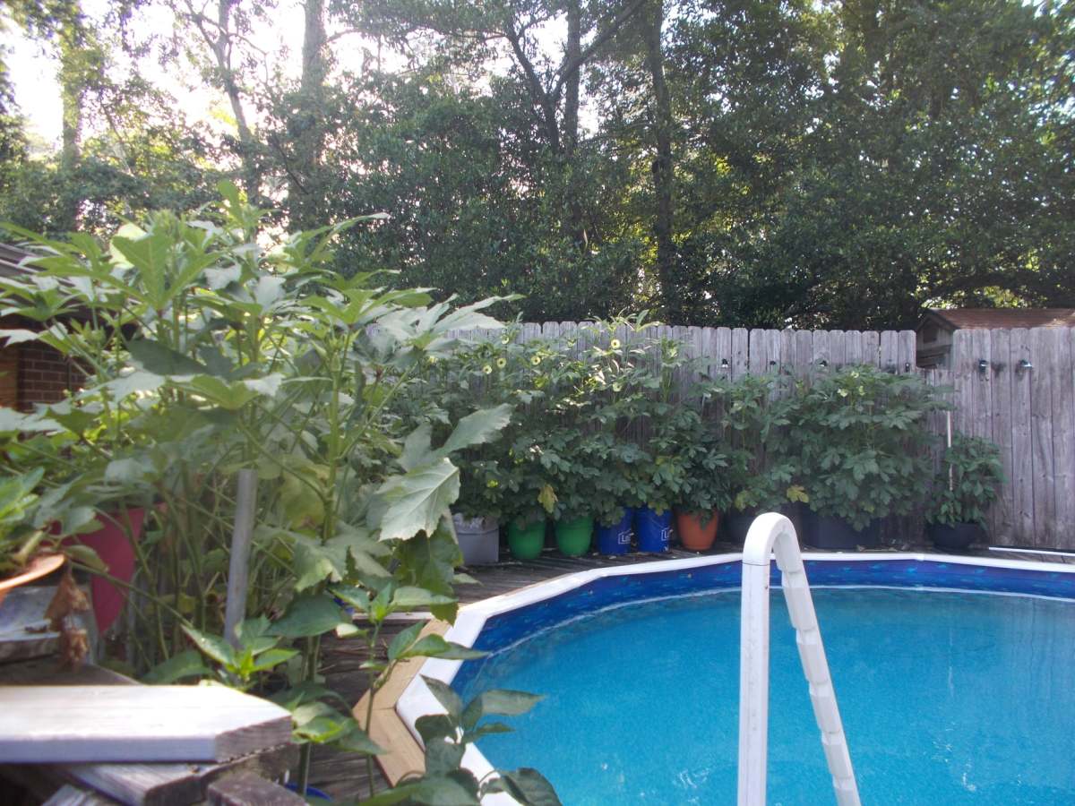 How to Grow Okra in Containers A StepbyStep Guide With Photos