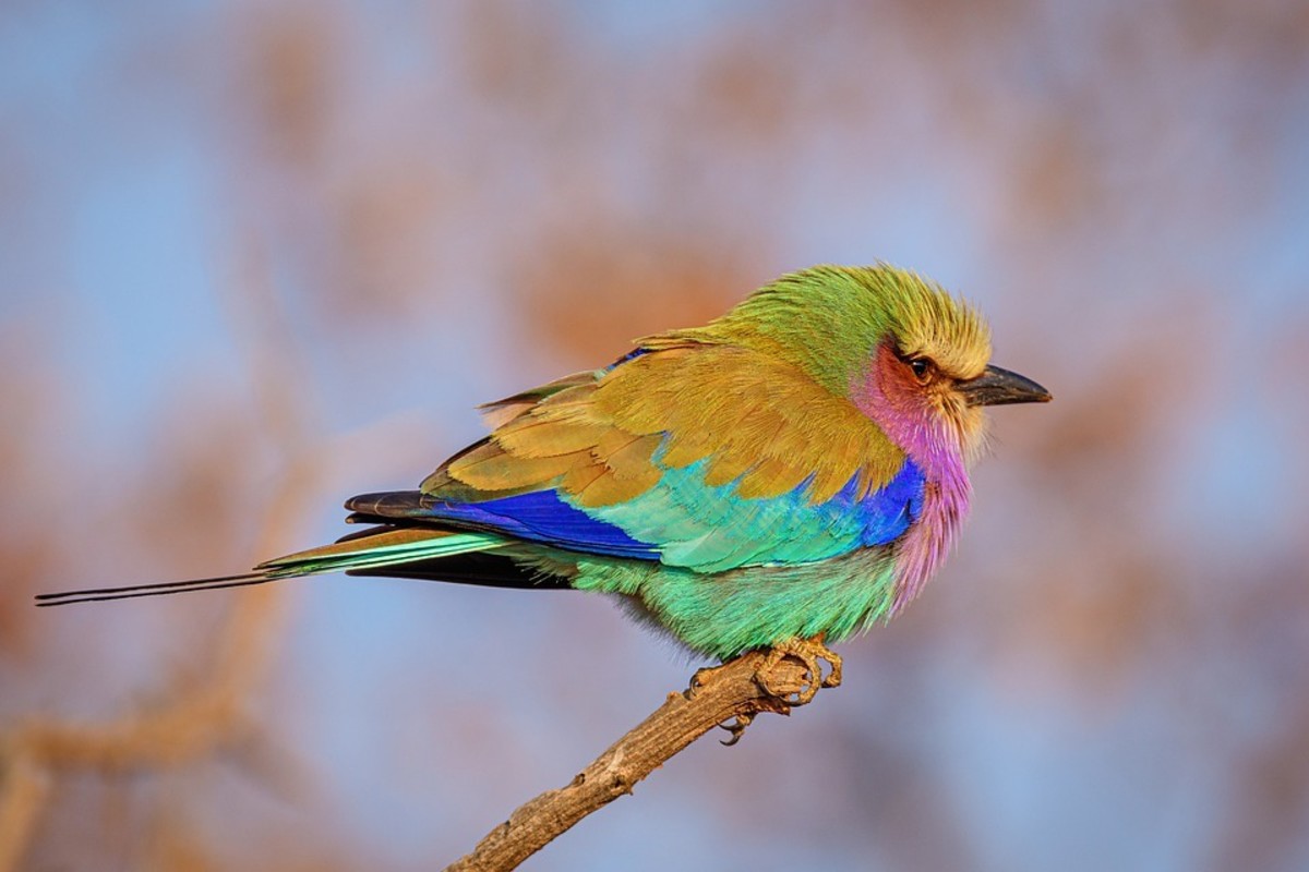 the-top-5-national-birds-of-africa
