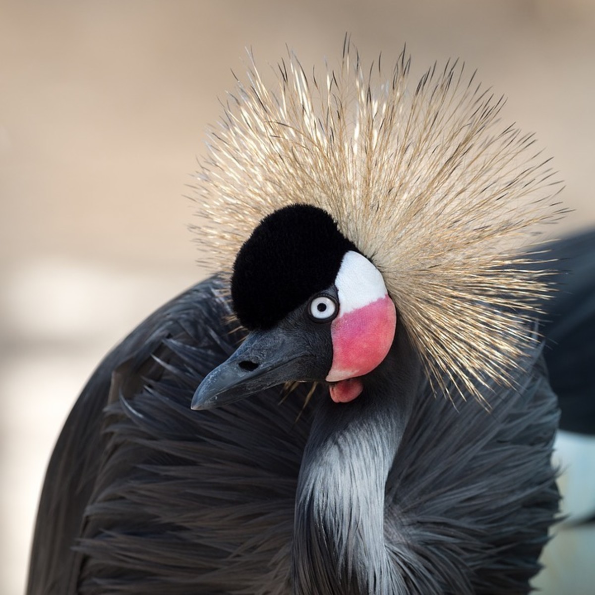 the-top-5-national-birds-of-africa