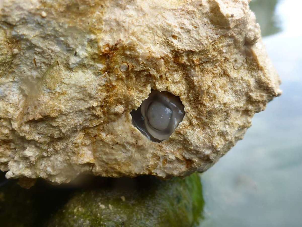 In 2018, marine biologists doing research in the Bohol region of the Philippines found an incredible worm in a remote river that ‘ate’ rocks. Locally, it’s known as ‘antingaw’ and scientists named it as Lithoredo abatanica.
