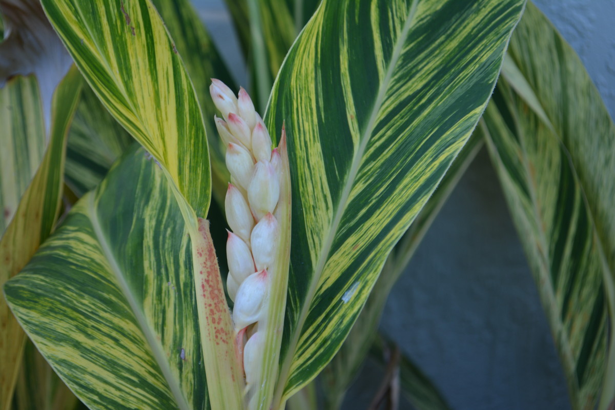 Variegated ginger with flower buds ready to open
