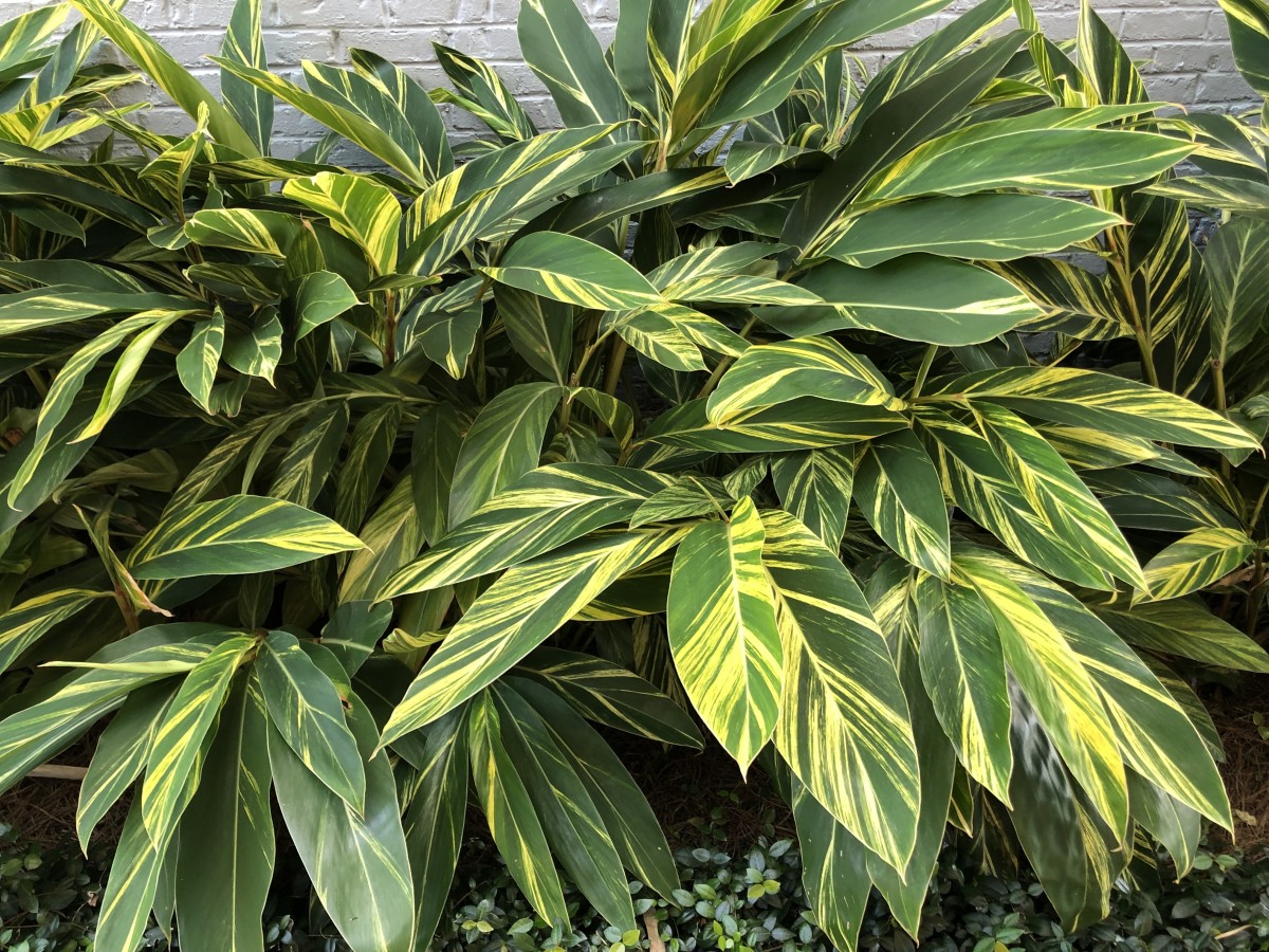 In between bloom cycles, Variegated Ginger makes a lovely foliage plant.