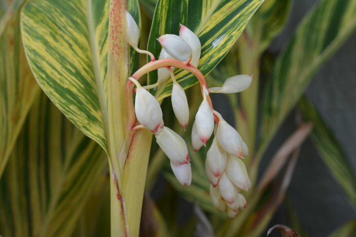 The flower buds hang like grapes until they burst open, revealing dozens of tiny orchid-like flowers.