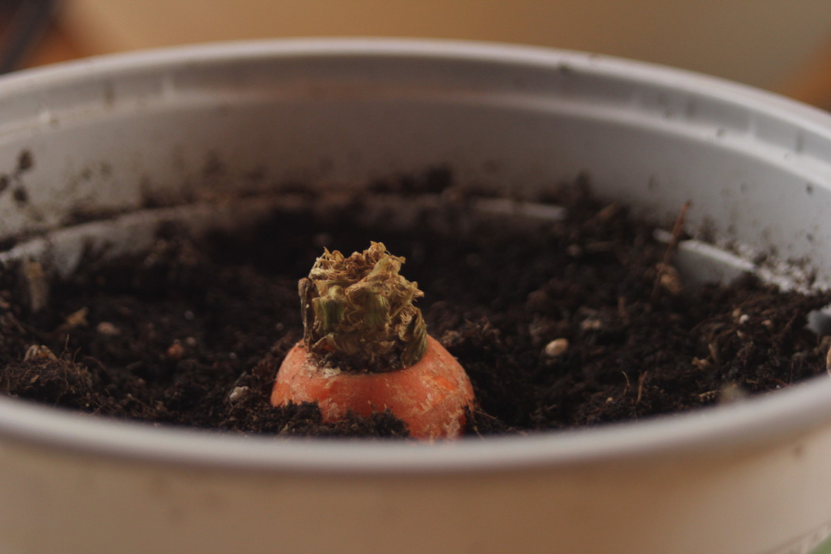 How to Regrow Root Vegetables for Leafy Greens
