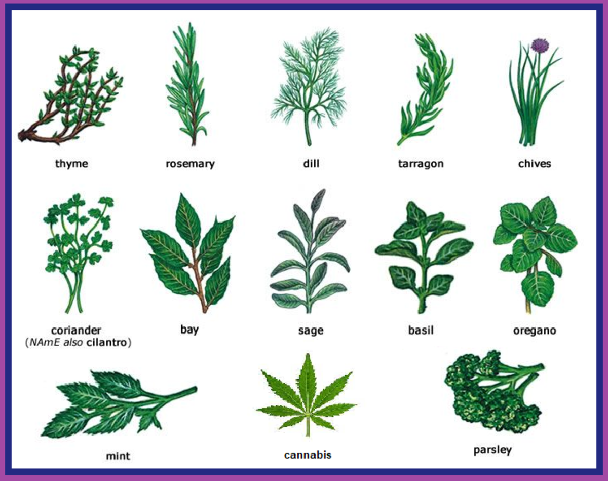 herbs of choice