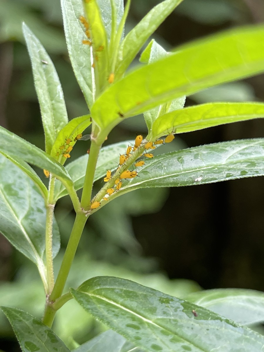 Aphid infestation of a swamp milkweed plant.