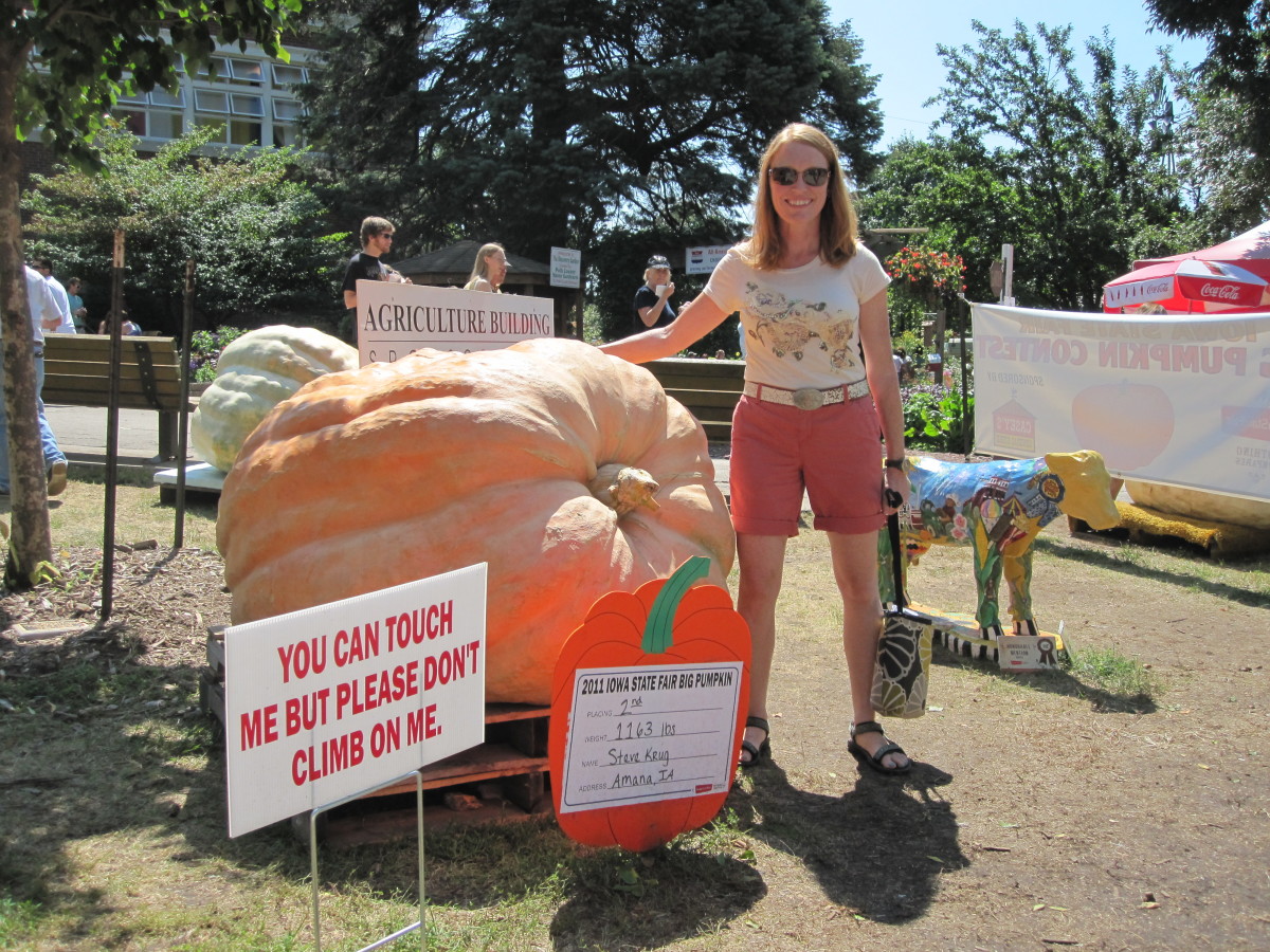 The second place entry in the 2011 big pumpkin class, at 1,163 pounds.