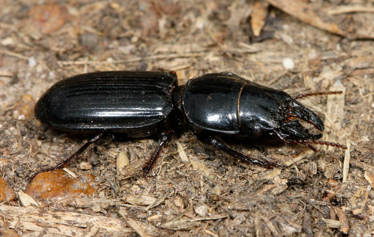 One of many different kinds of ground beetle