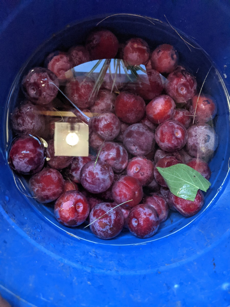 plum-jelly-from-windfall-fruit
