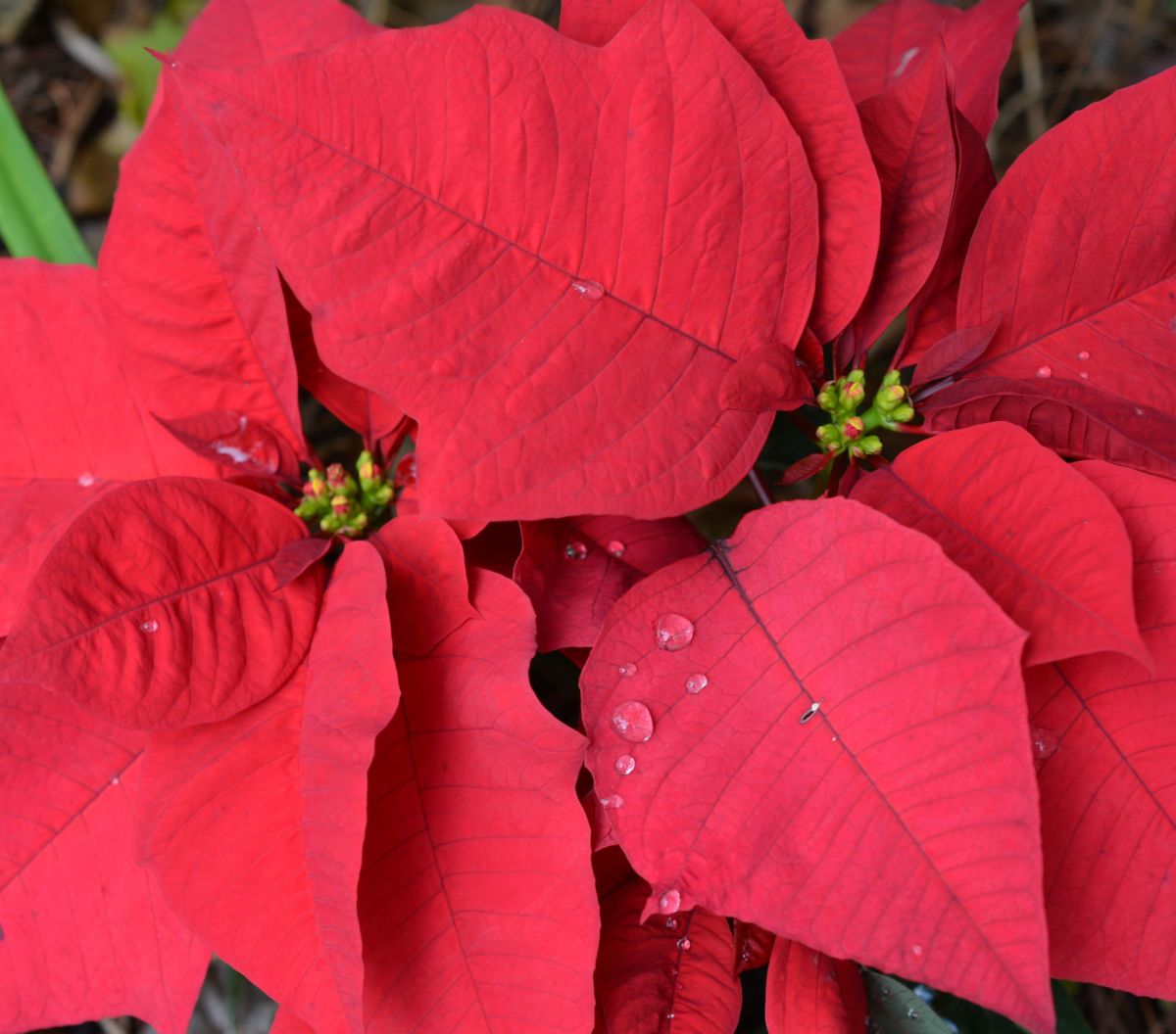 The traditional bright “Christmas red” poinsettia