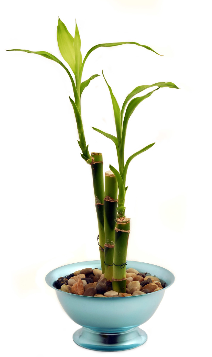 are bamboo plants safe for dogs