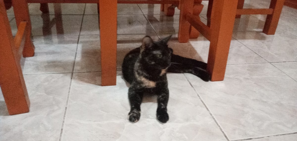 Mingming is another pretty cat in the line who loves to stay under the dining table.It seems that she finds comfort smelling the food and wags her tail whenever my youngest feed her. She often sits on the lap of my youngest son whenever meal is there