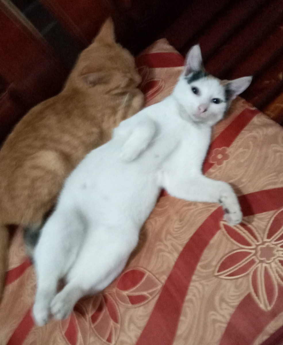 This is Brittey,the white one and beside her is Nicky (the brown one)who are both camera lover. When I hold my cellphone towards them they make a cute pose as one like this and make their moment.