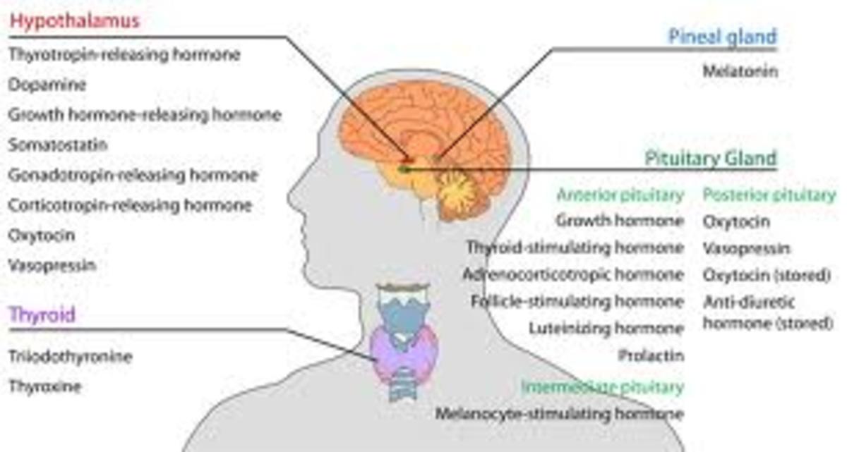 what-is-the-endocrine-system-learn-about-the-various-glands-and-the-hormones-they-release