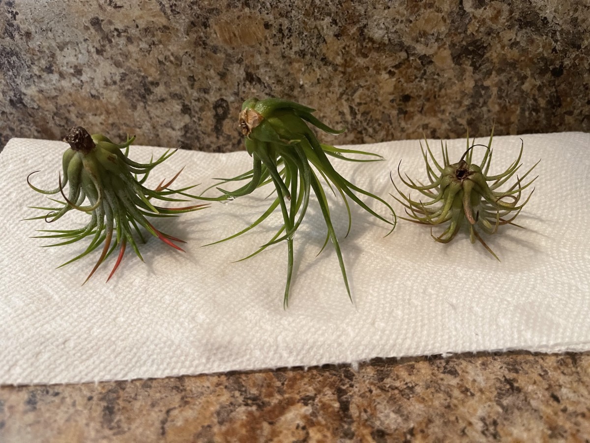 Air plants drying after being watered.