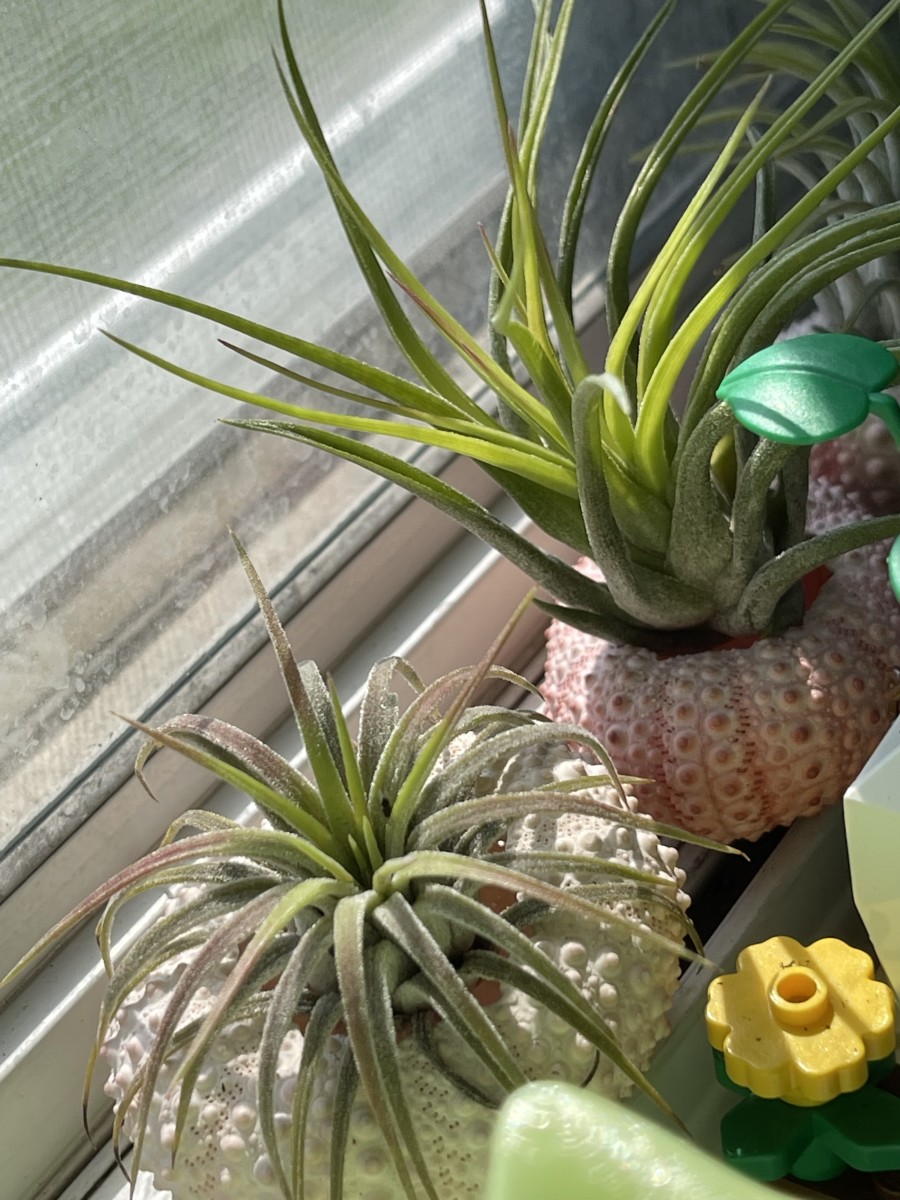 How to Properly Water Air Plants Dengarden