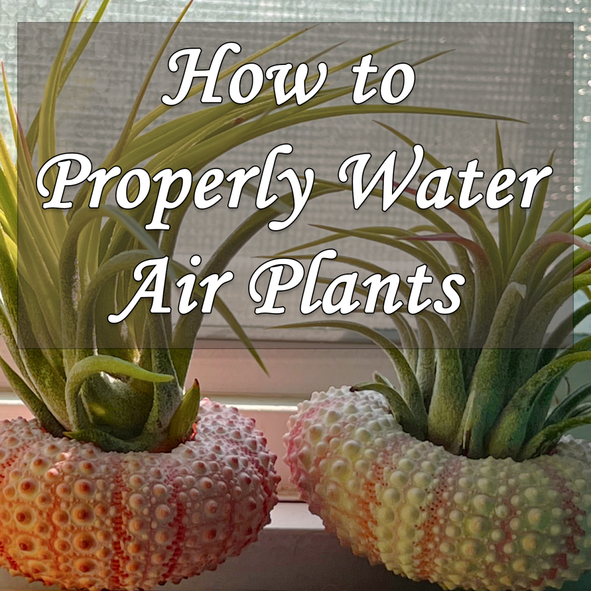 How to Properly Water Air Plants Dengarden