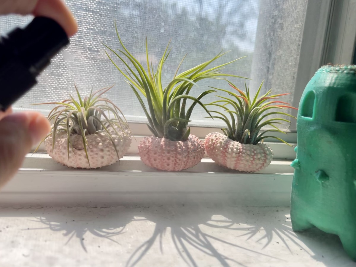 Mist air plants with a small spray bottle between soakings.