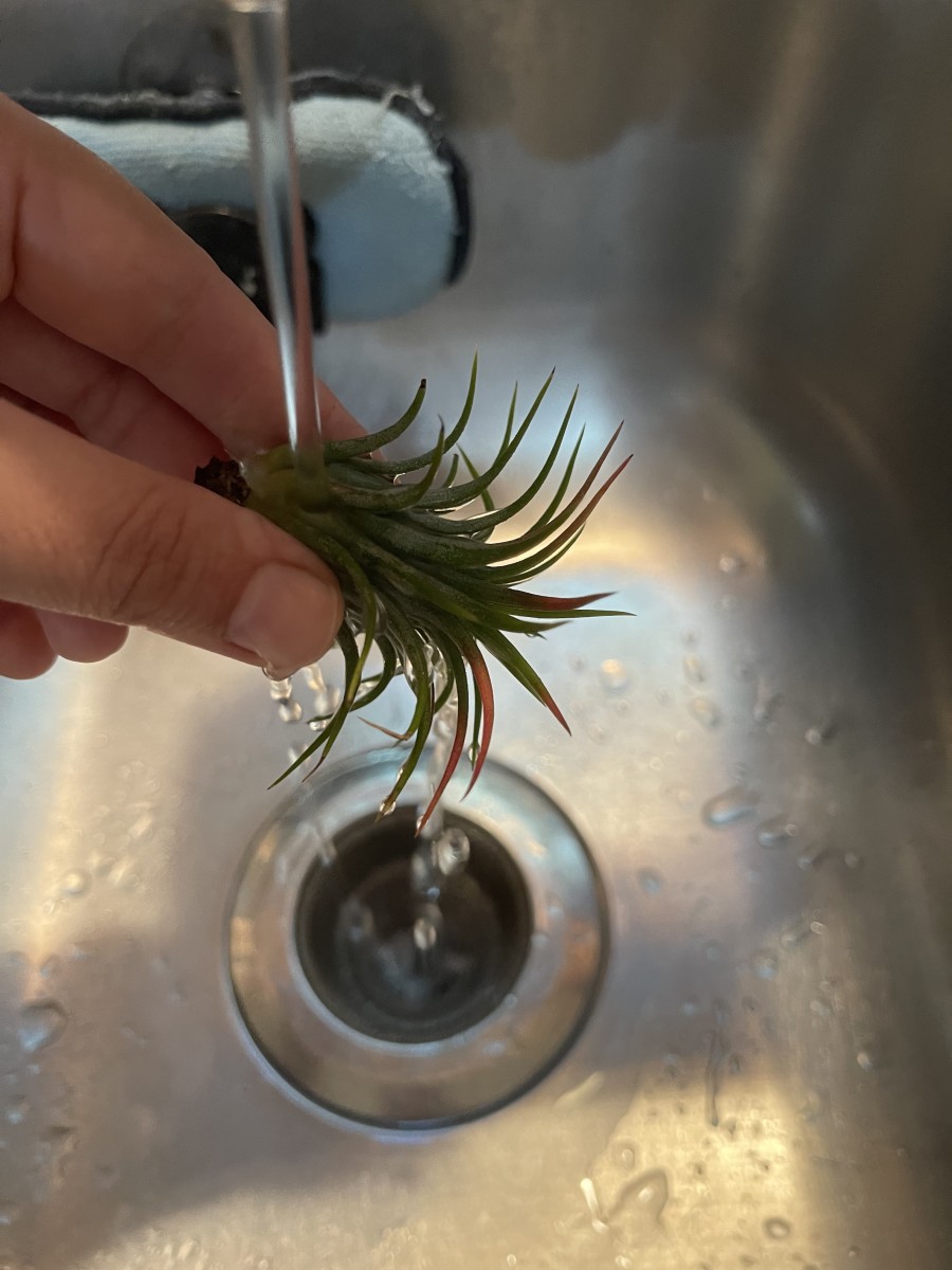 submerge air plant in water