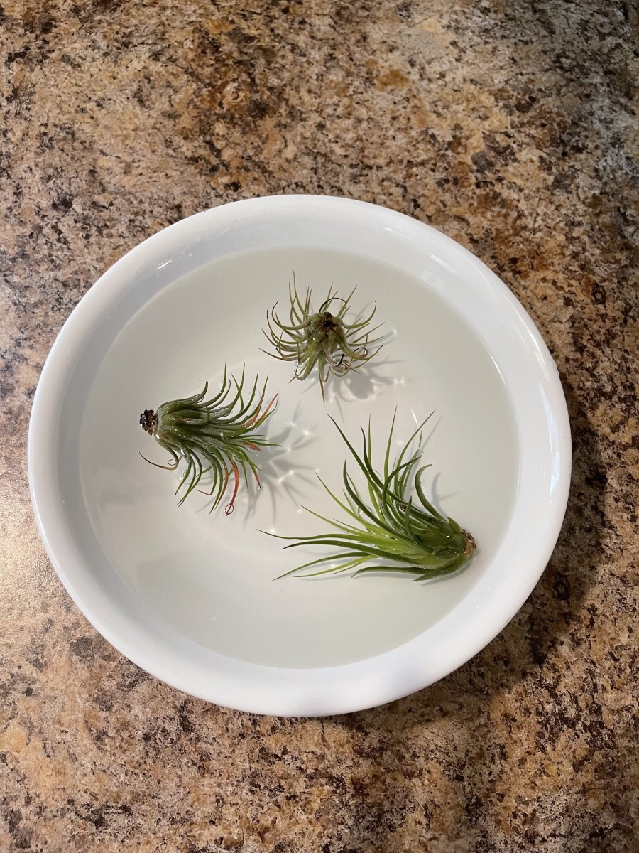 Soaking air plants in a bowl of filtered water.