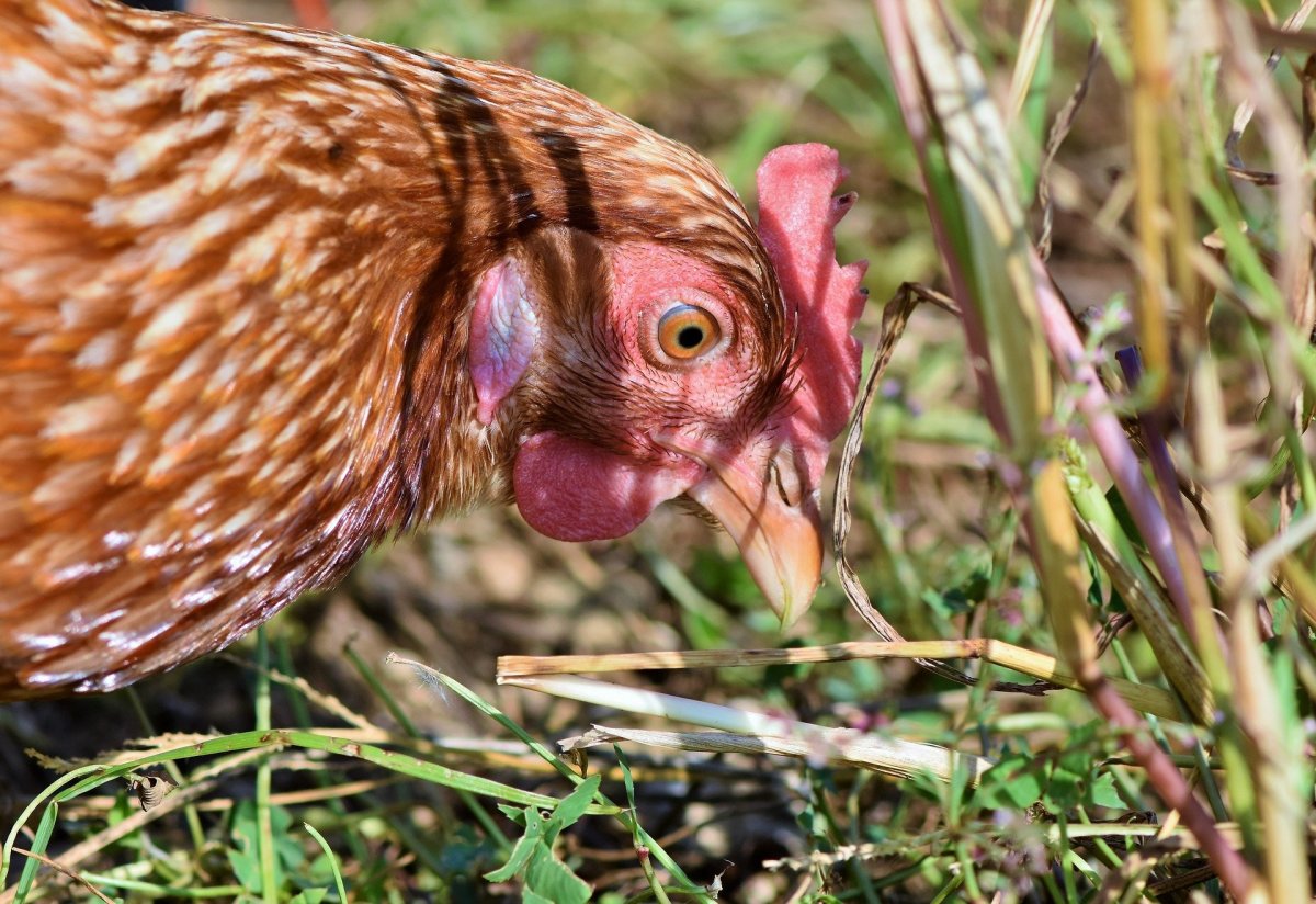 how-to-keep-free-range-chickens-out-of-your-garden