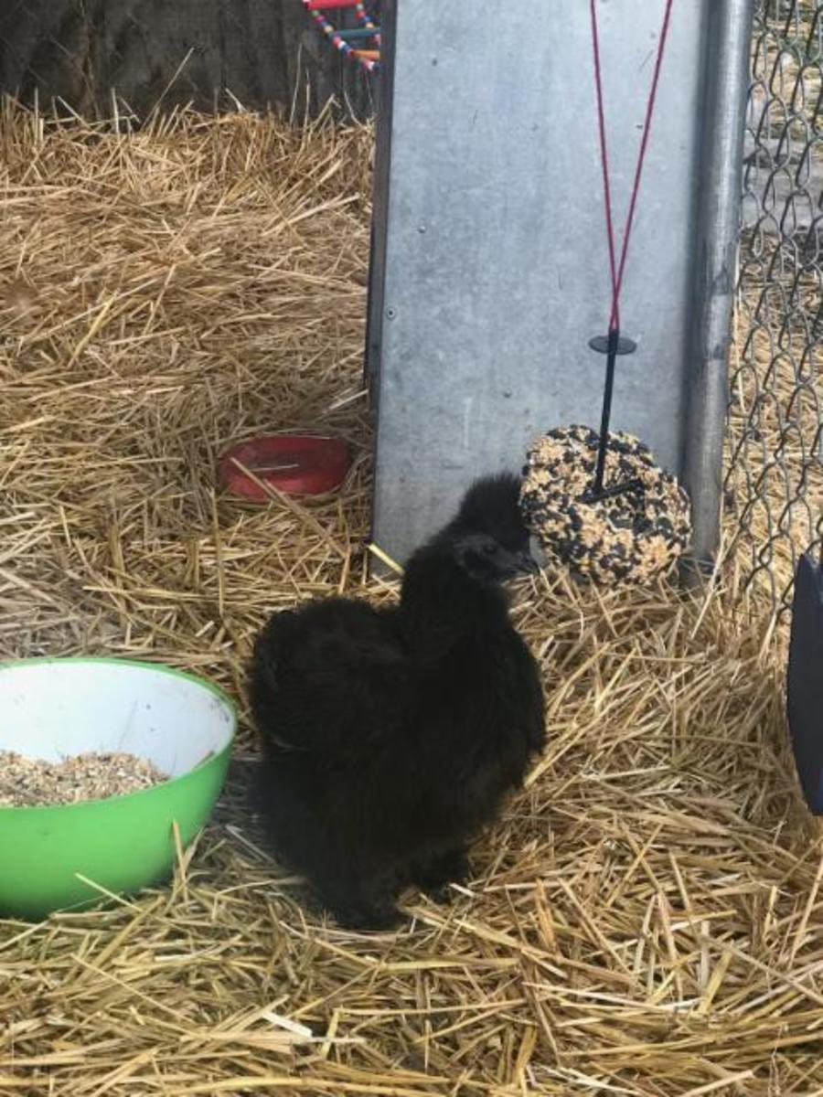 My hen, Fern, pecking at a treat in her run. 